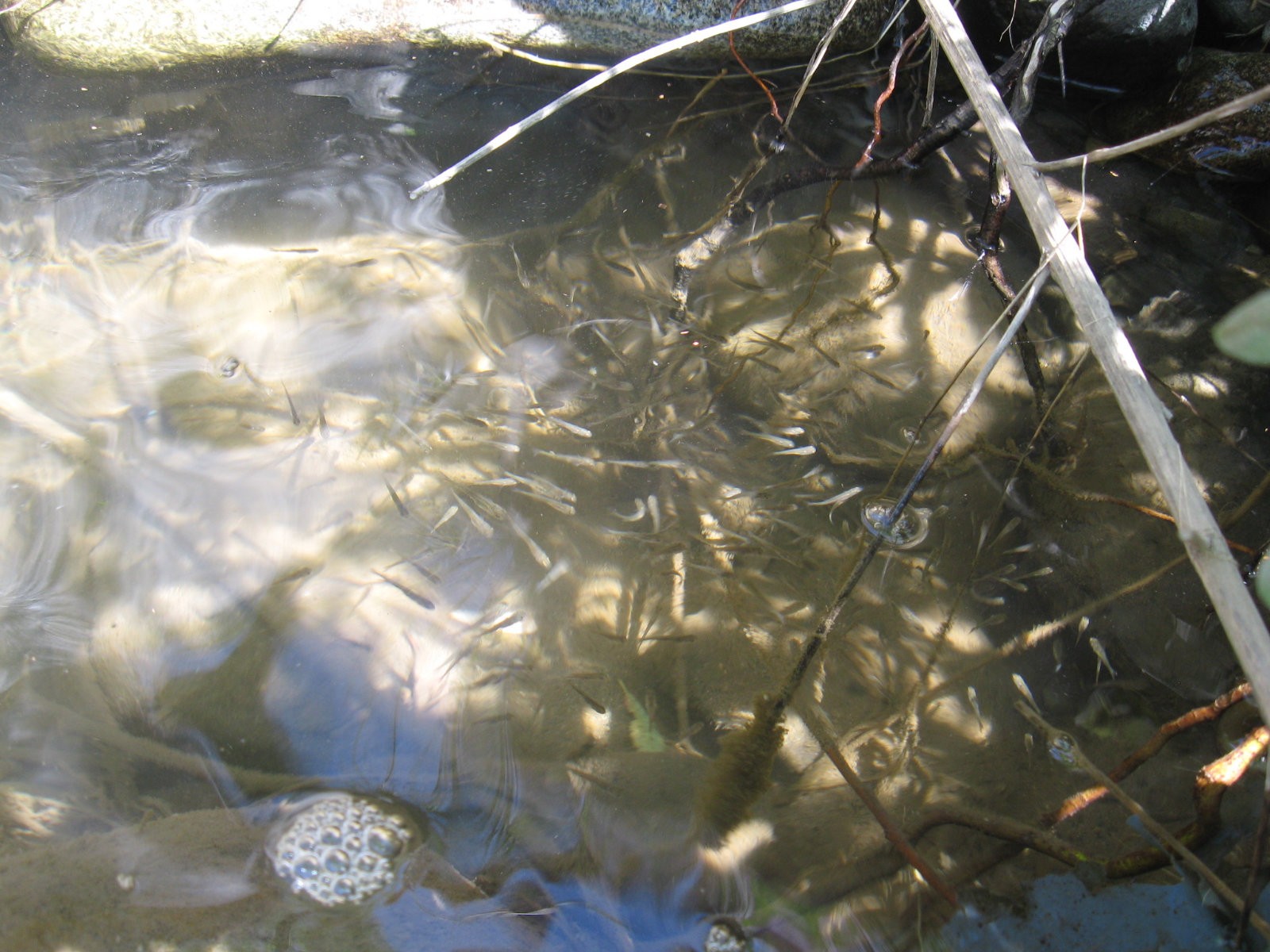 fish, Riverside, Tiddler Wallpaper