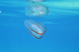 water, Ocean, Jellyfish