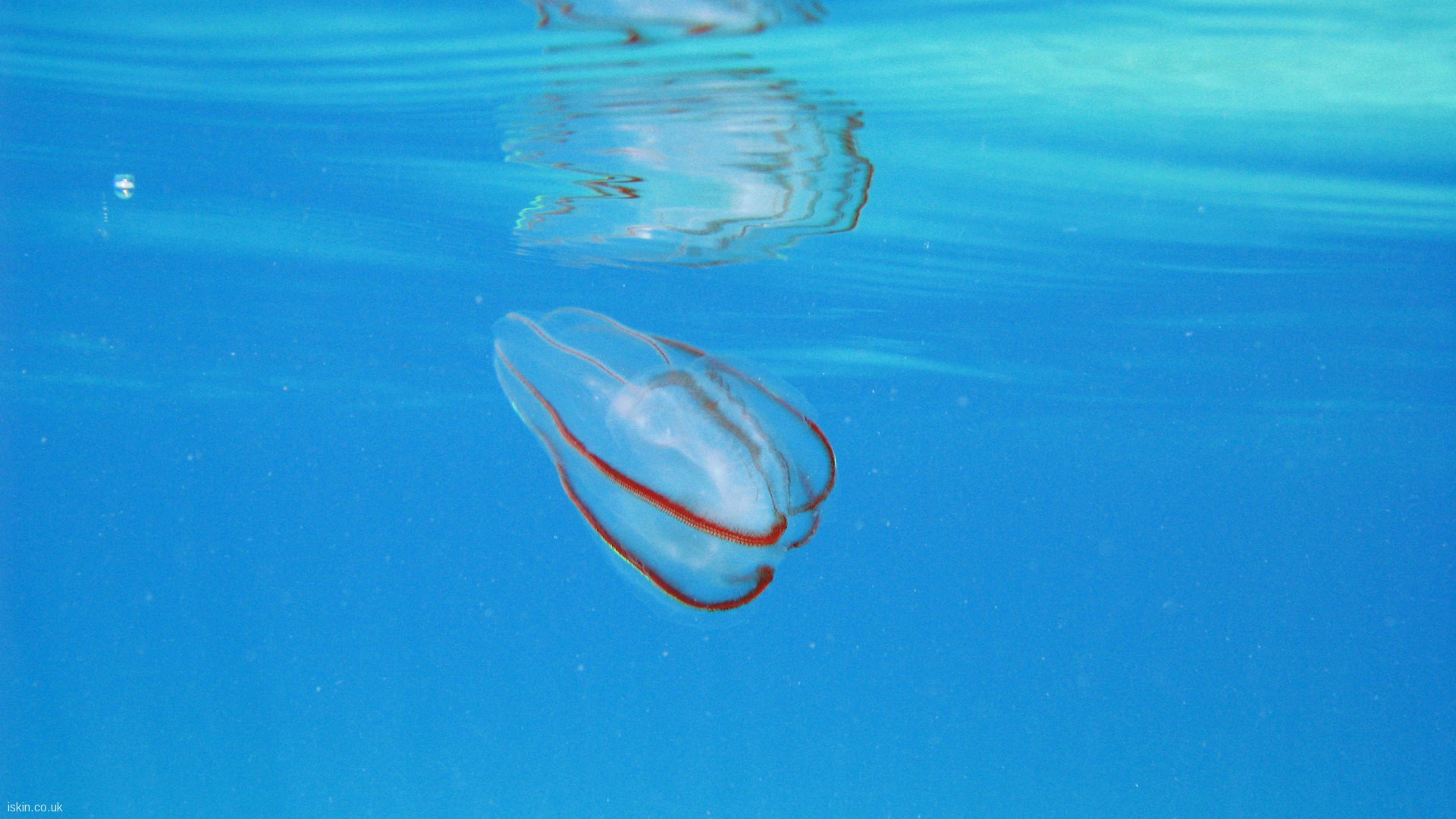 water, Ocean, Jellyfish Wallpaper