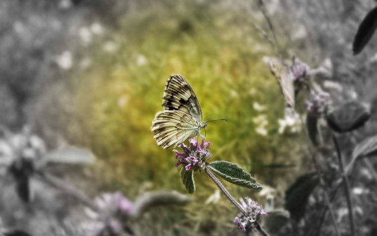 green, Butterfly HD Wallpaper Desktop Background