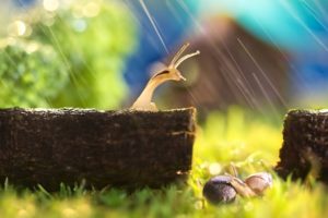 nature, Animal, Snail, Ice, Resting, Rain, Green, Hd, Wallpapers