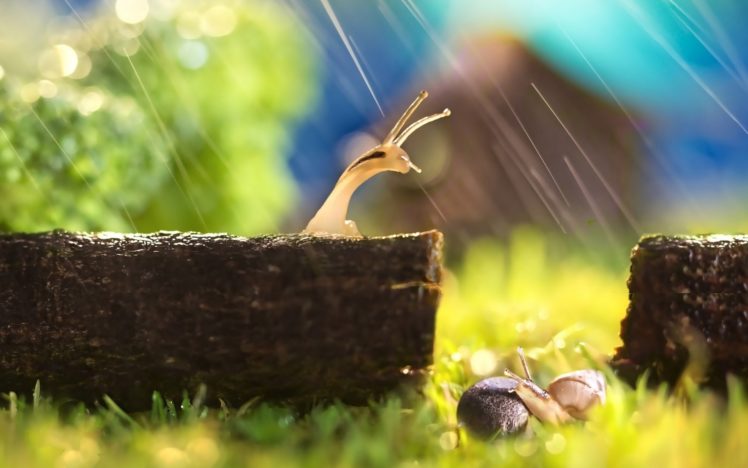 nature, Animal, Snail, Ice, Resting, Rain, Green, Hd, Wallpapers HD Wallpaper Desktop Background