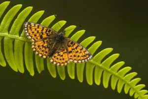 insects, Ferns, Butterflies