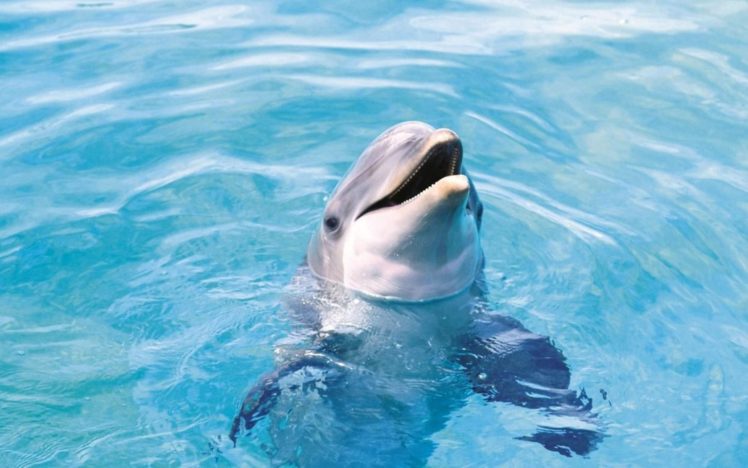 water, Ocean, Animals, Dolphins, Sea HD Wallpaper Desktop Background