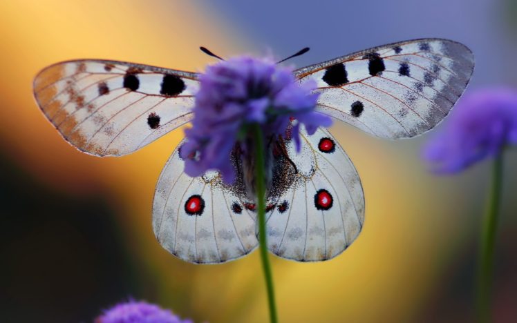 nature, Flowers, Violet, Macro, Butterfly, Wings HD Wallpaper Desktop Background