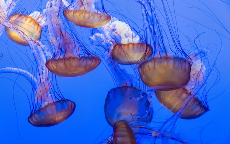jellyfish, Blue Wallpapers HD / Desktop and Mobile Backgrounds