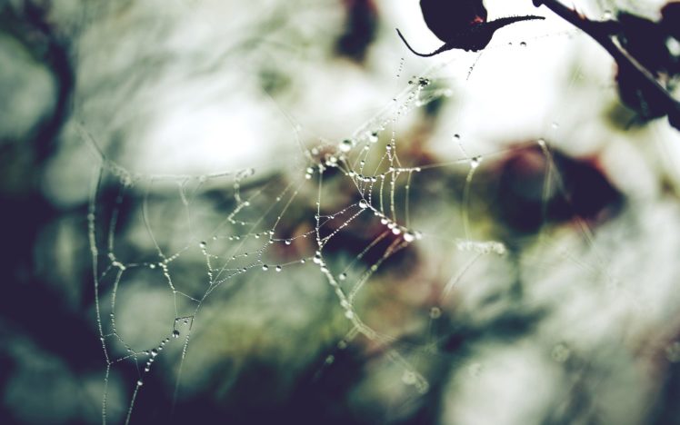 web, Spiders HD Wallpaper Desktop Background
