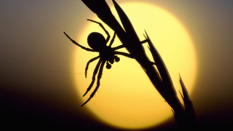 sunset, Silhouettes, Scotland, Spiders HD Wallpaper Desktop Background