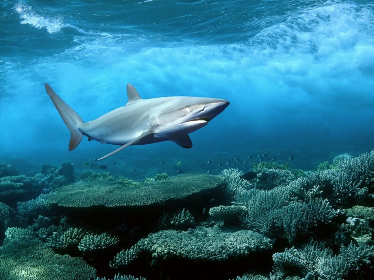 ocean, Nature, Animals, Sharks, Underwater HD Wallpaper Desktop Background