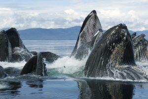 groups, Alaska, Whales, Feeding
