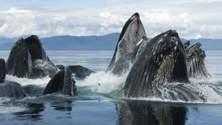 groups, Alaska, Whales, Feeding HD Wallpaper Desktop Background