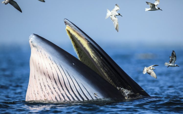 water, Ocean, Nature, Animals, Whales, Seagulls HD Wallpaper Desktop Background