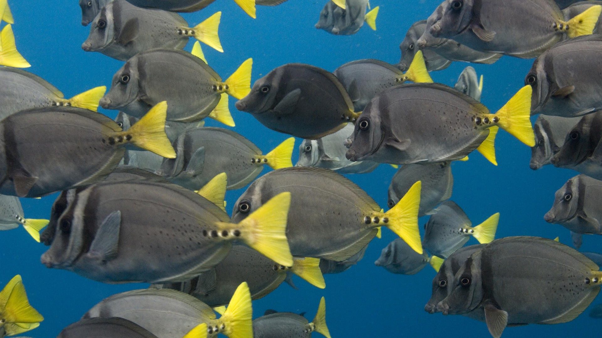 yellow, School, Islands, Ecuador Wallpaper