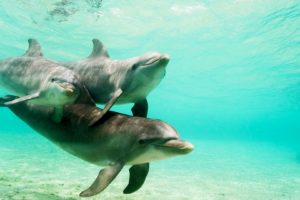 dolphins, Underwater