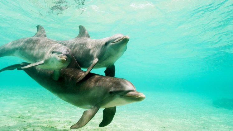 dolphins, Underwater HD Wallpaper Desktop Background