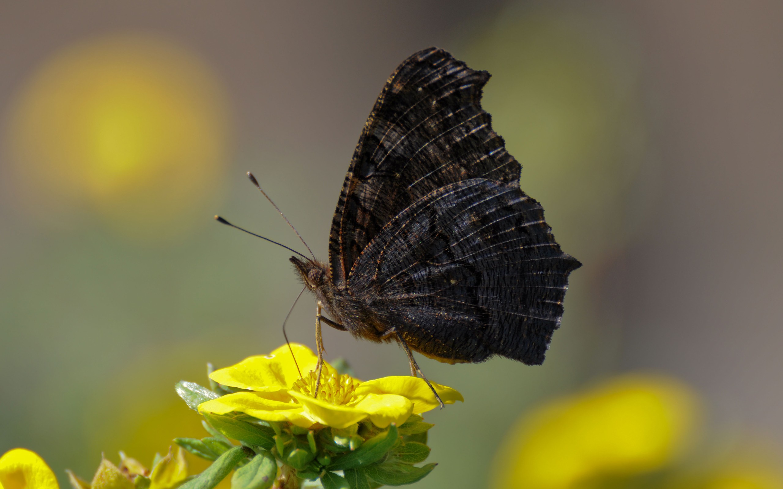 black, Butterflies Wallpaper