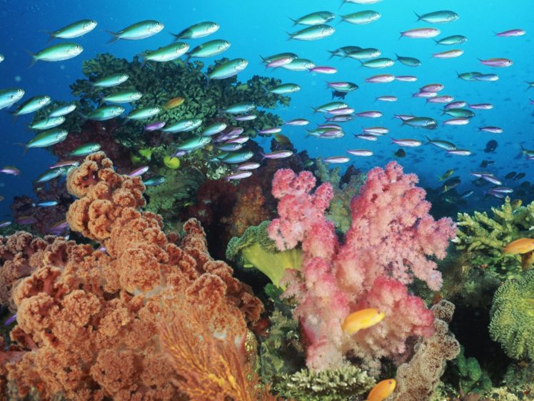 nature, Coral HD Wallpaper Desktop Background