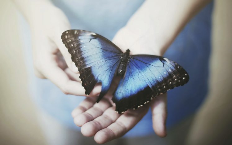 blue, Nature, Insects, Hands, Butterflies HD Wallpaper Desktop Background