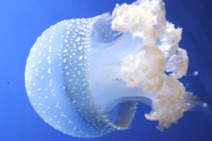 ocean, Jellyfish
