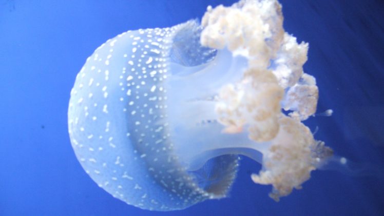 ocean, Jellyfish HD Wallpaper Desktop Background