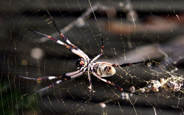 spiders HD Wallpaper Desktop Background