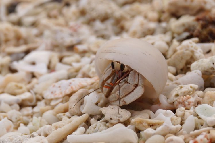 crab, Shell, Close up HD Wallpaper Desktop Background