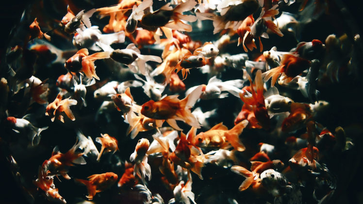 goldfish, Fish, Underwater HD Wallpaper Desktop Background