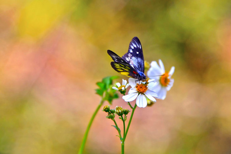insects, Butterfly HD Wallpaper Desktop Background