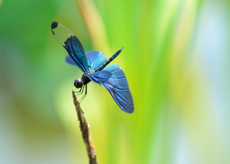 insects, Dragonflies, Animals, Dragonfly HD Wallpaper Desktop Background