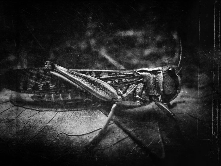insects, Cricket Wallpapers HD / Desktop and Mobile Backgrounds