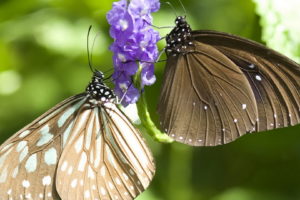 insects, Butterflies