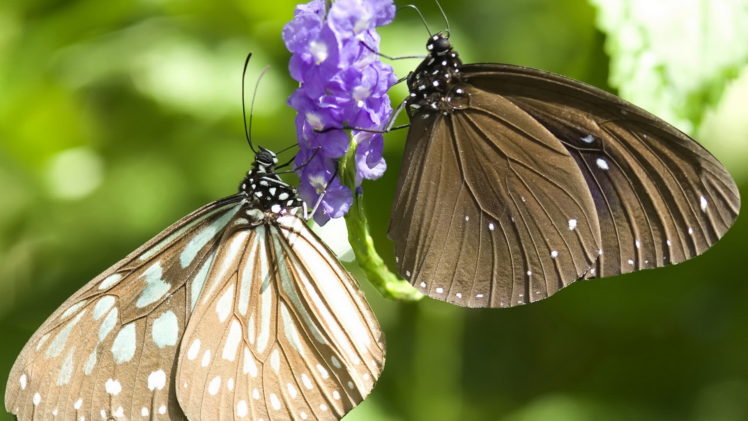 insects, Butterflies HD Wallpaper Desktop Background