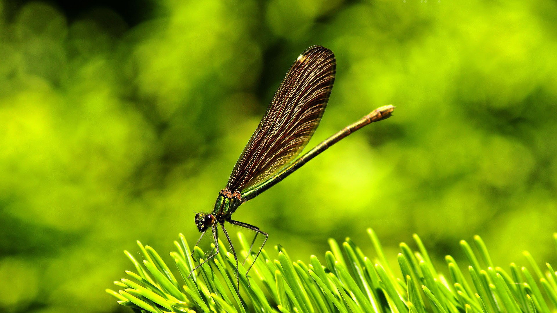 green, Nature, Insects, Dragonflies Wallpaper
