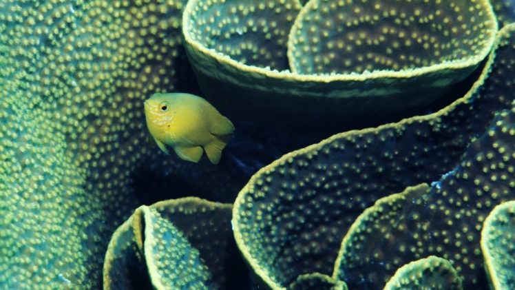 fish, Underwater, Coral, Reef HD Wallpaper Desktop Background