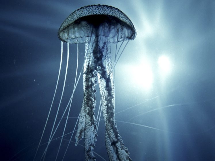 blue, Ocean, Urban, Jellyfish HD Wallpaper Desktop Background
