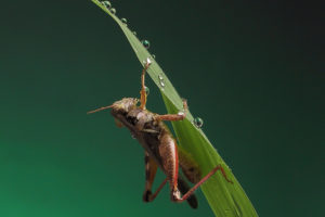 nature, Macro, Crickets
