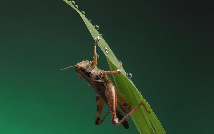 nature, Macro, Crickets HD Wallpaper Desktop Background
