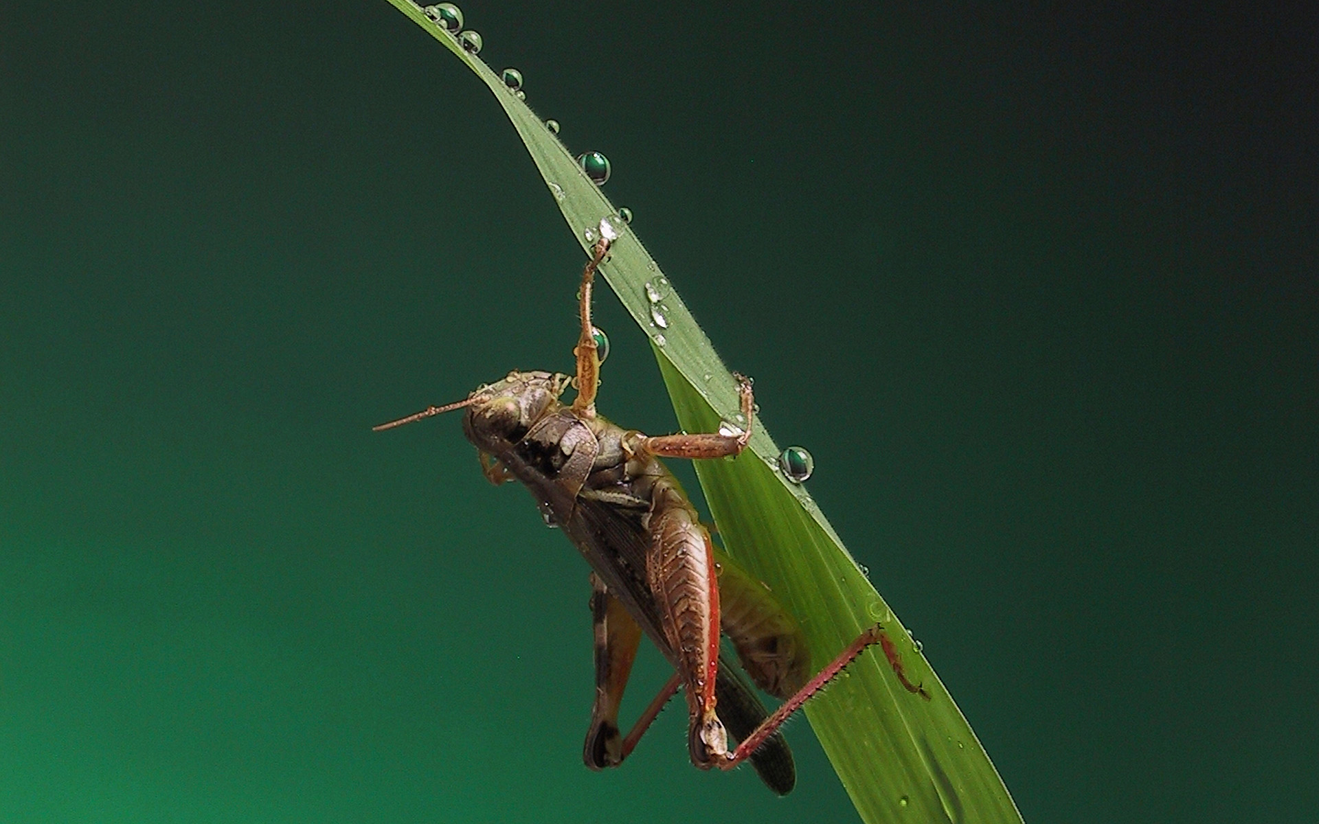 nature, Macro, Crickets Wallpaper