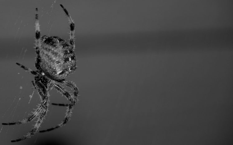 bugs, Spiders HD Wallpaper Desktop Background