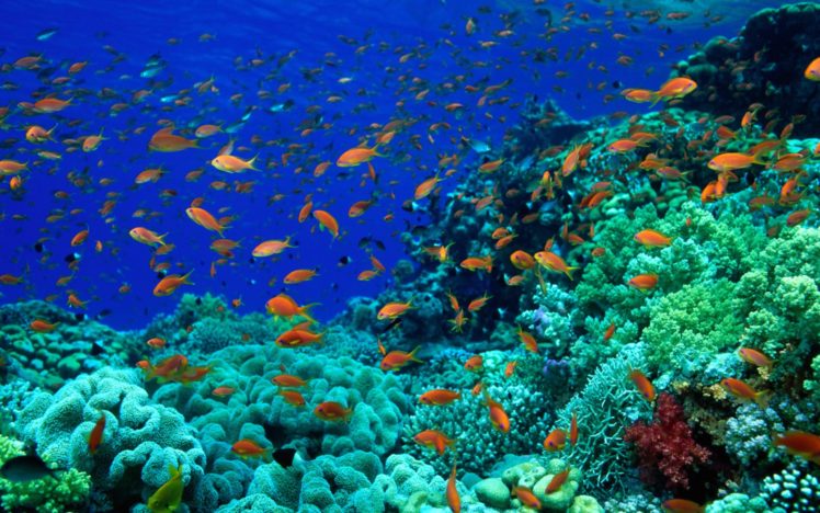 animals, Fishes, Underwater, Oceans, Seas HD Wallpaper Desktop Background