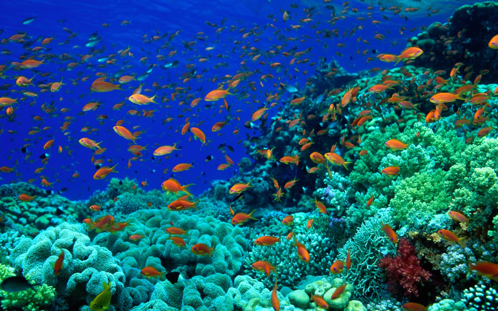 animals, Fishes, Underwater, Oceans, Seas Wallpaper