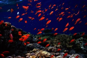 animals, Fishes, Oceans, Seas, Underwater