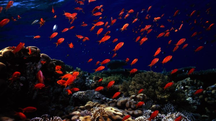 animals, Fishes, Oceans, Seas, Underwater HD Wallpaper Desktop Background