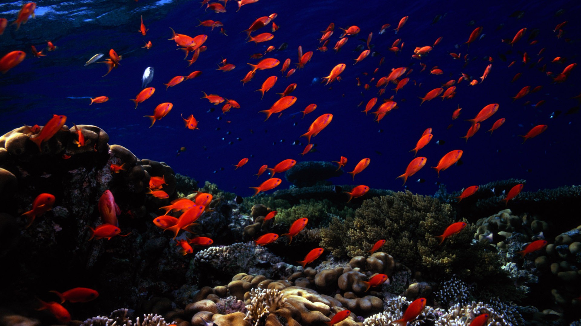 animals, Fishes, Oceans, Seas, Underwater Wallpaper
