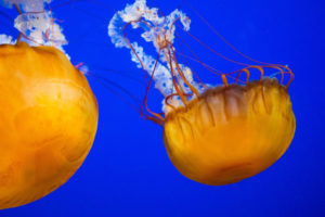 jellyfish, Underwater, Ocean, Sea, Bokeh, Jelly,  2