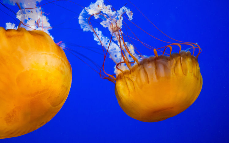jellyfish, Underwater, Ocean, Sea, Bokeh, Jelly,  2 HD Wallpaper Desktop Background