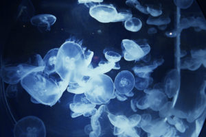 jellyfish, Underwater, Ocean, Sea, Bokeh, Jelly,  5