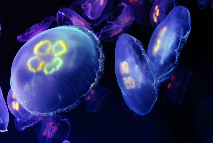 jellyfish, Underwater, Ocean, Sea, Bokeh, Jelly,  6 HD Wallpaper Desktop Background