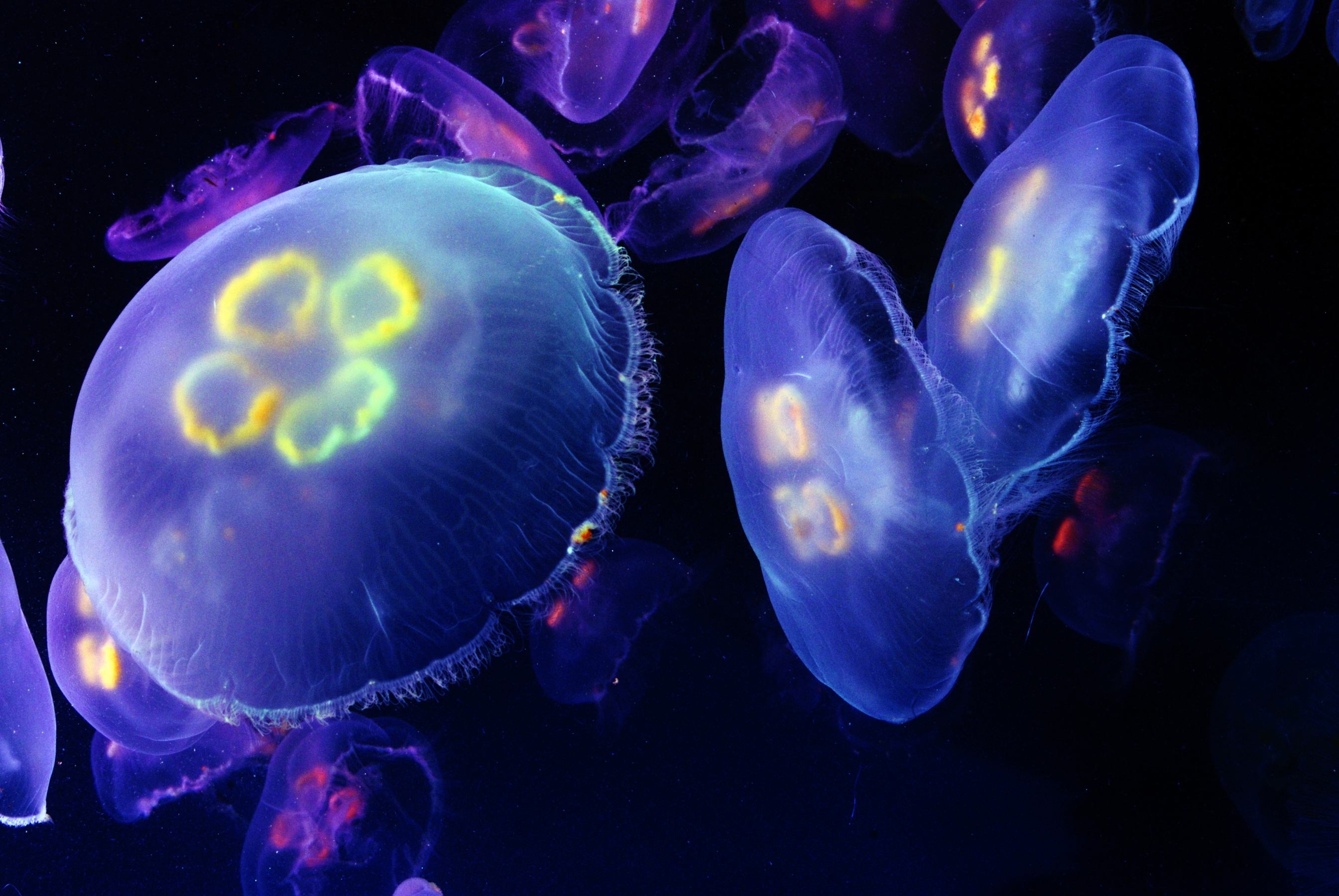 jellyfish, Underwater, Ocean, Sea, Bokeh, Jelly,  6 Wallpaper