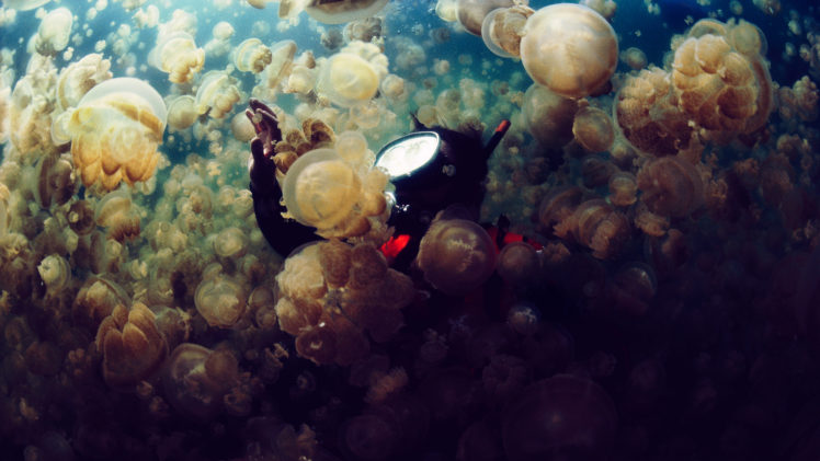 jellyfish, Underwater, Ocean, Sea, Bokeh, Jelly,  9 HD Wallpaper Desktop Background